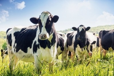 Antibiotics cannot be completely removed from cow rearing, but they must be moderated to prevent creating antimicrobial resistance in consumers. Image Source: Getty Images/kamisoka