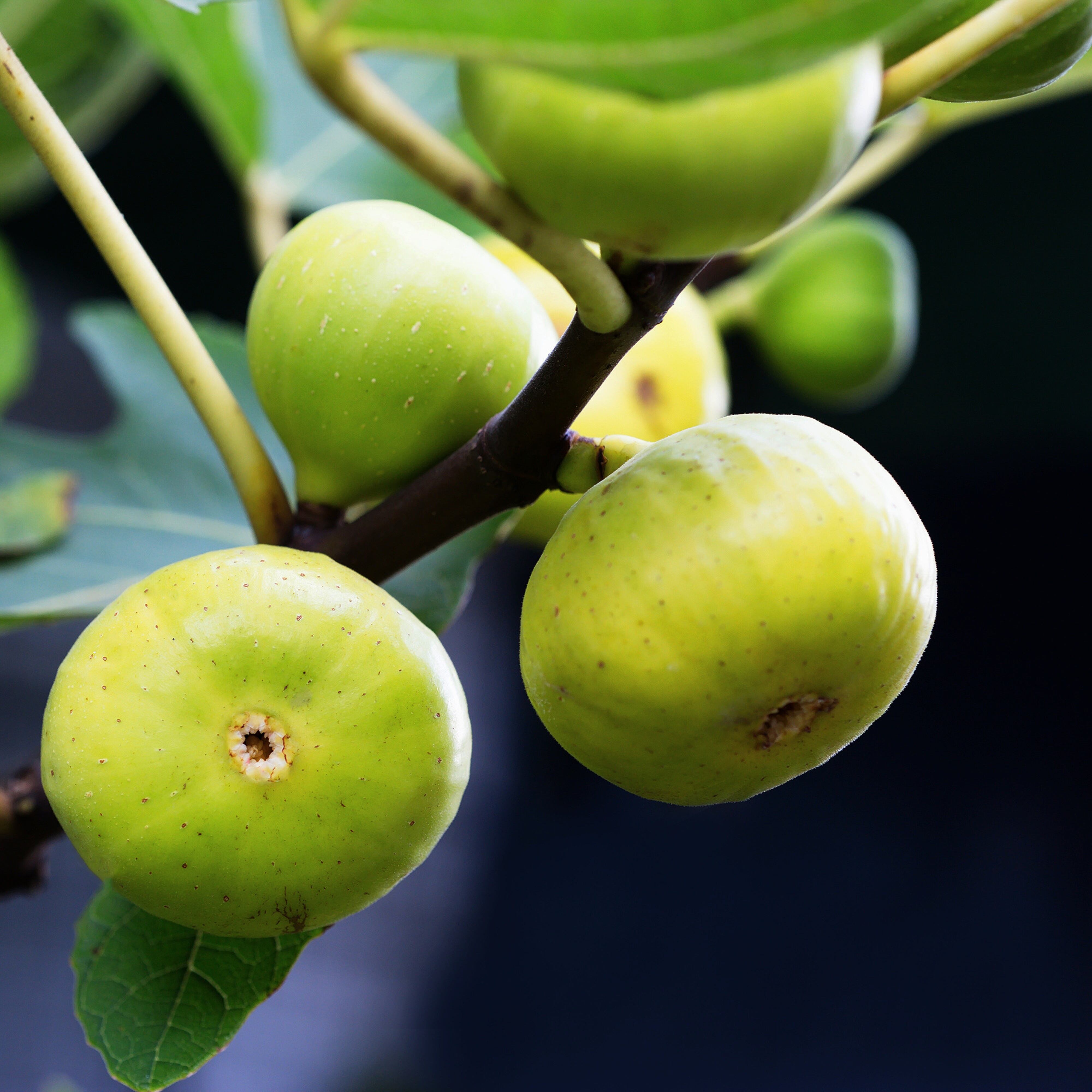 Fig extract can benefit diabetic treatment study