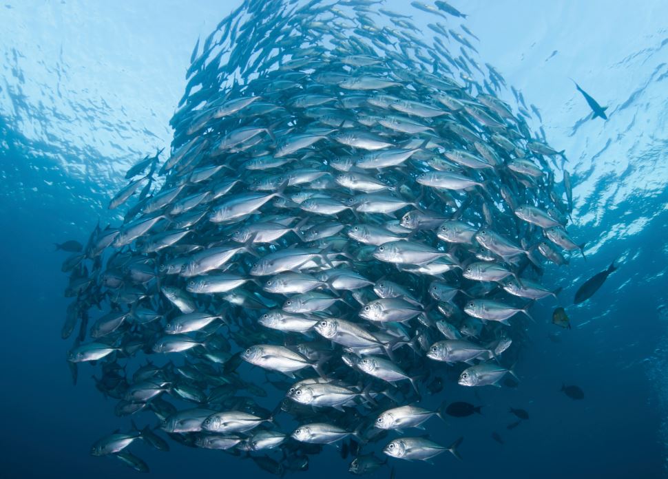 Msc fish clearance