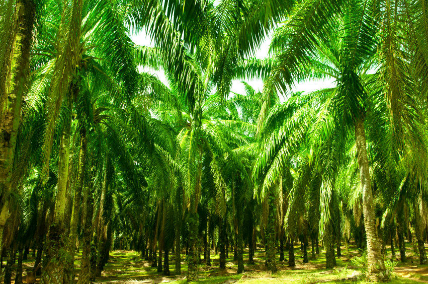 A Complete Guide for Palm Oil Plantation