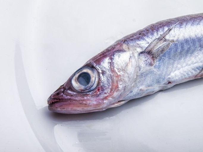 10 Fish Species You Can Eat With a Clean Conscience