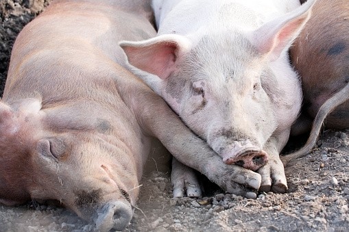 Russia: massive virus outbreak shakes pig industry