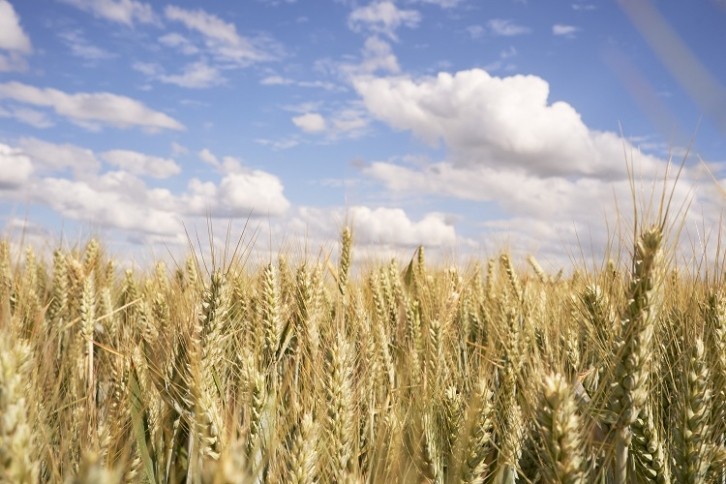 Successful crops - GettyImages-Gary Yeowell