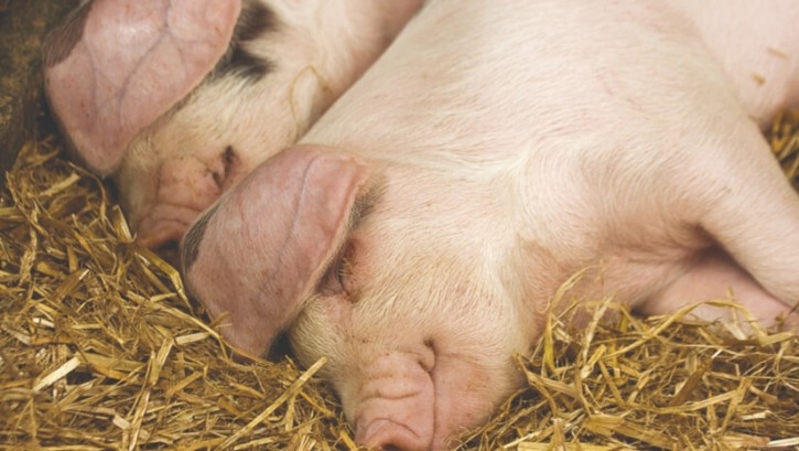 Pressure heats up as big food and drink businesses call for an end to caged farming. Source: Compassion in World Farming