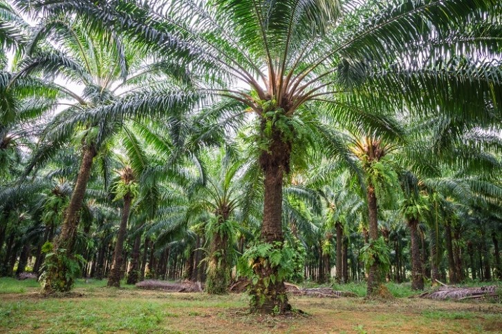 How can food commodities be made more sustainable at the source.  Image Source: Getty Images/Pla2na