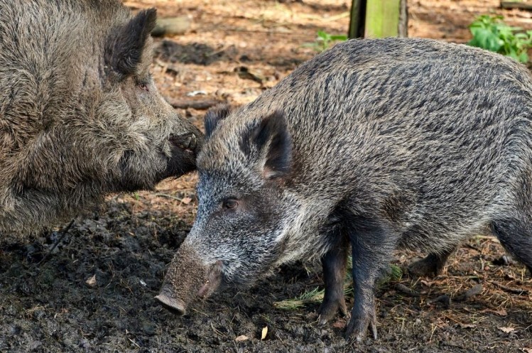 African Swine Fever is spreading in the EU says EFSA