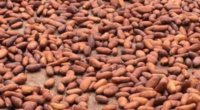 Cocoa beans are in short supply. Pic: CN