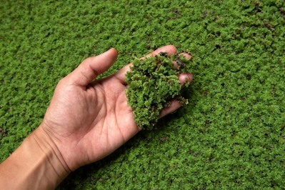 Duckweed is easy to produce and is abundant in protein and nutrients. Image Source: Getty Images/showcake  