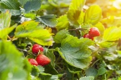 High temperatures can impact strawberry yields. Image Source: Getty Images/Henglein and Steets