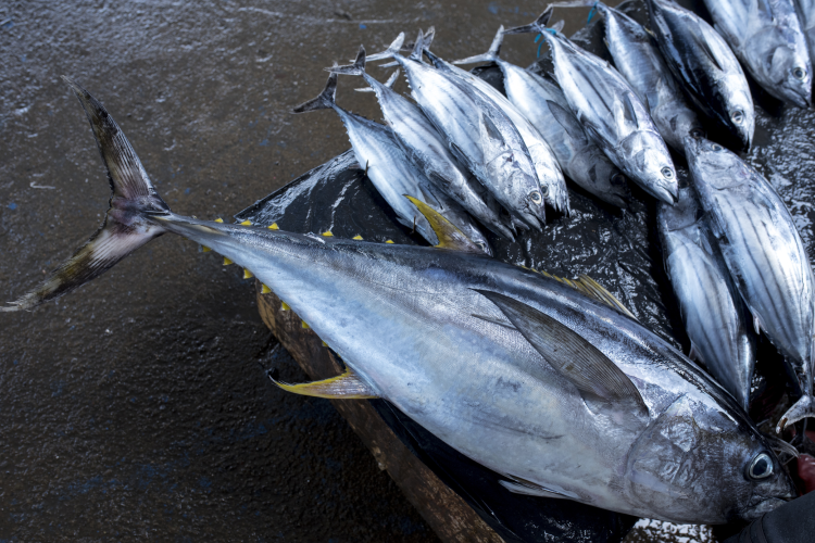 Yellowfin tuna 'heading for collapse' by 2026: A 20% reduction in catch  would turn the tide