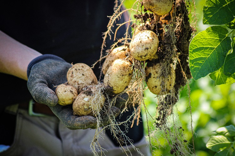 'Potatoes with purpose': First carbon neutral spud produced for UK market thumbnail