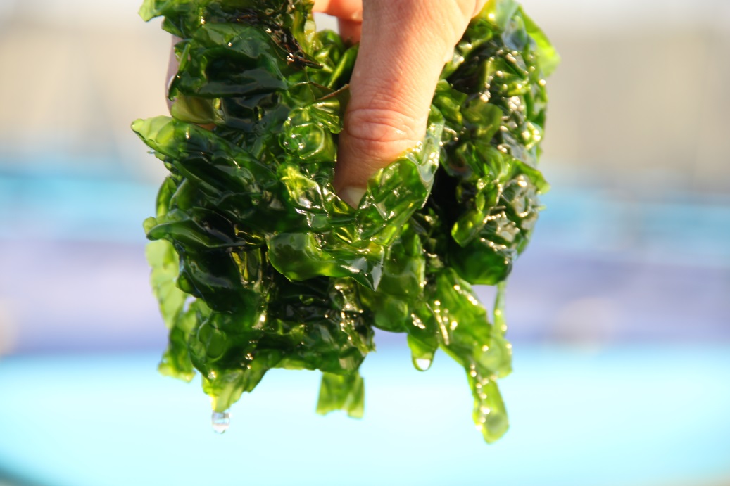 SEAWEED】The use of seaweed in agriculture
