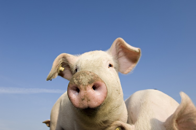 Belgium’s first national animal welfare standard developed for pork thumbnail