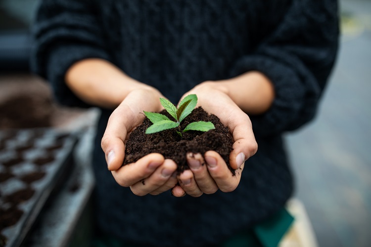 Under threat: how rising soil mercury levels risk food security thumbnail