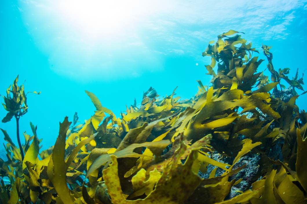 Norway eyes commercialisation of seaweed farming